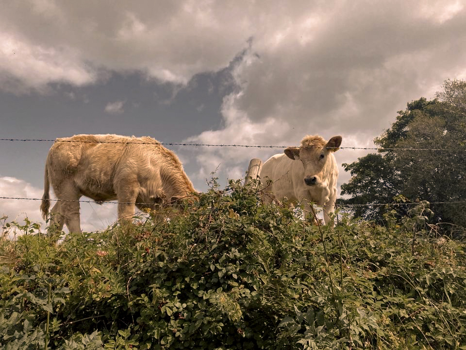 the cows of Kenmare