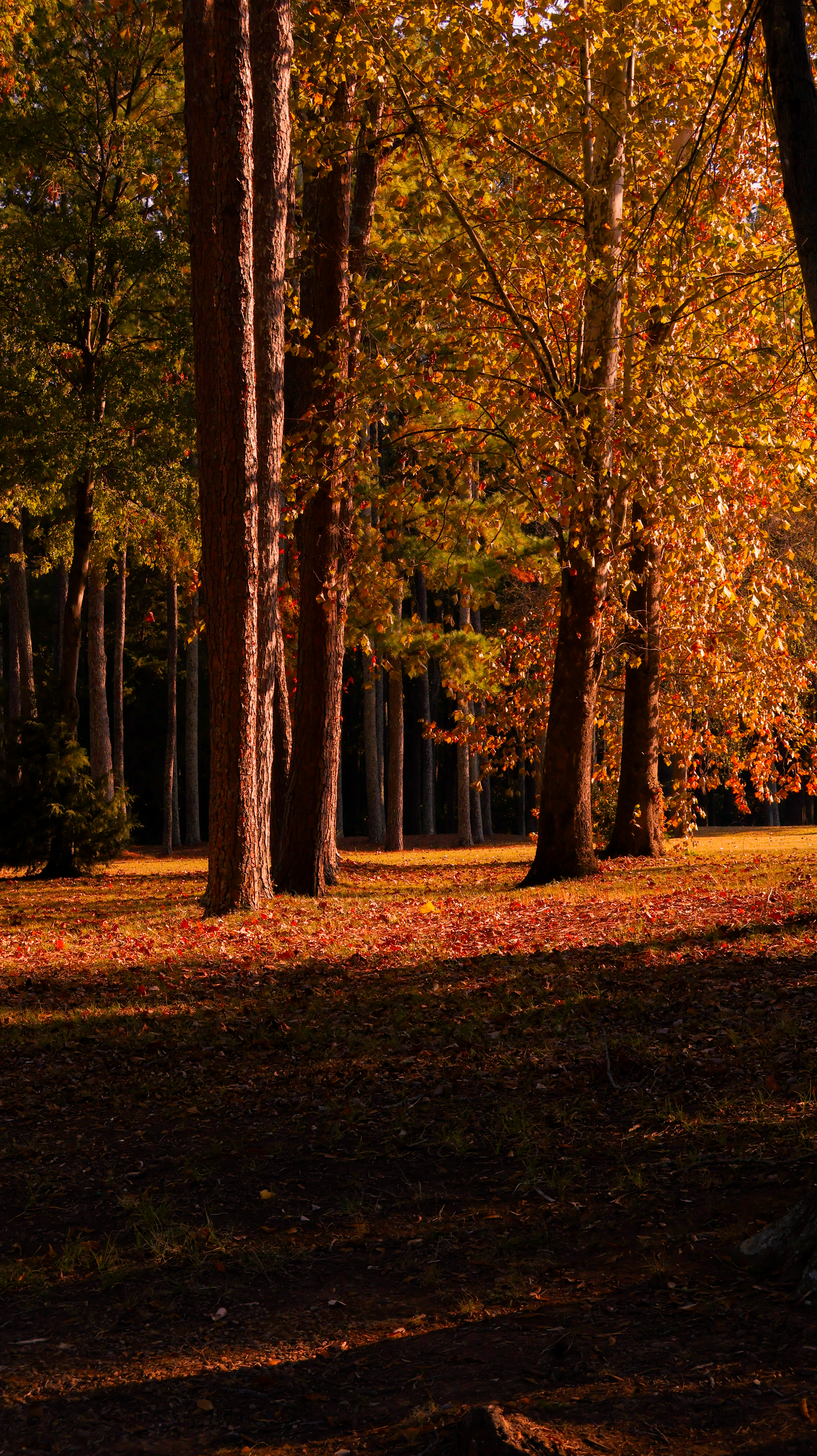 leaf peeping